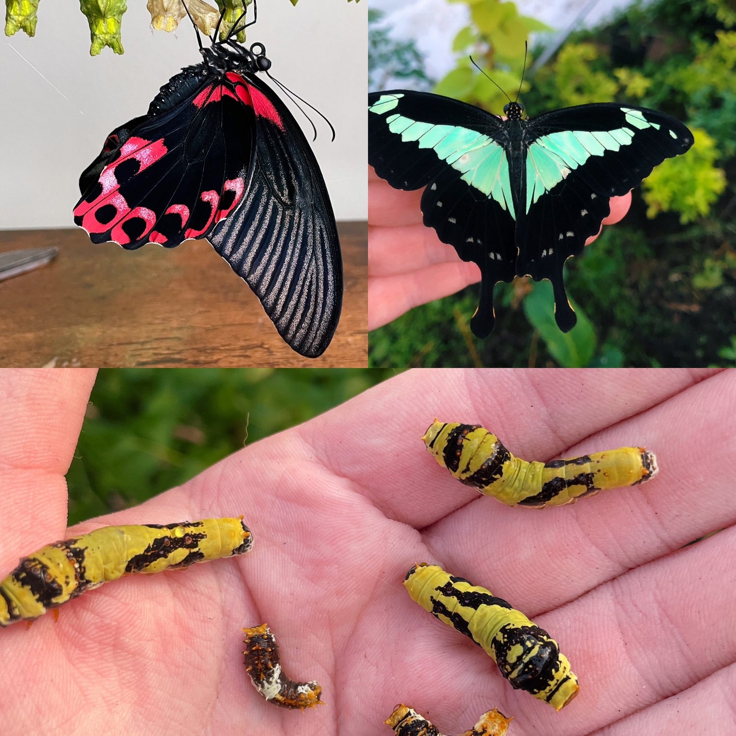 Assorted Citrus Swallowtail CATERPILLARS (Papilioniidae)