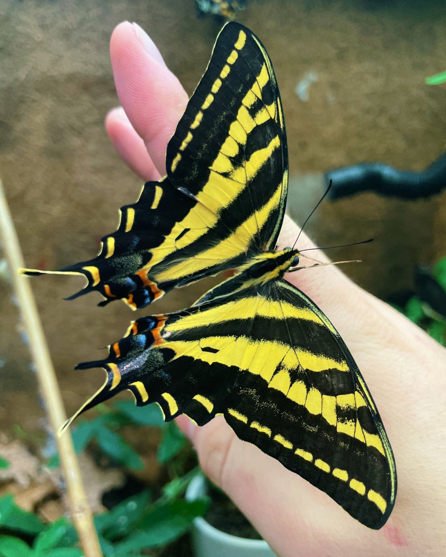 Live butterflies and moths for sale online UK. Order eggs, caterpillars, pupae, and cocoons. Watch the lifecycle unfold with insects to rear at home!