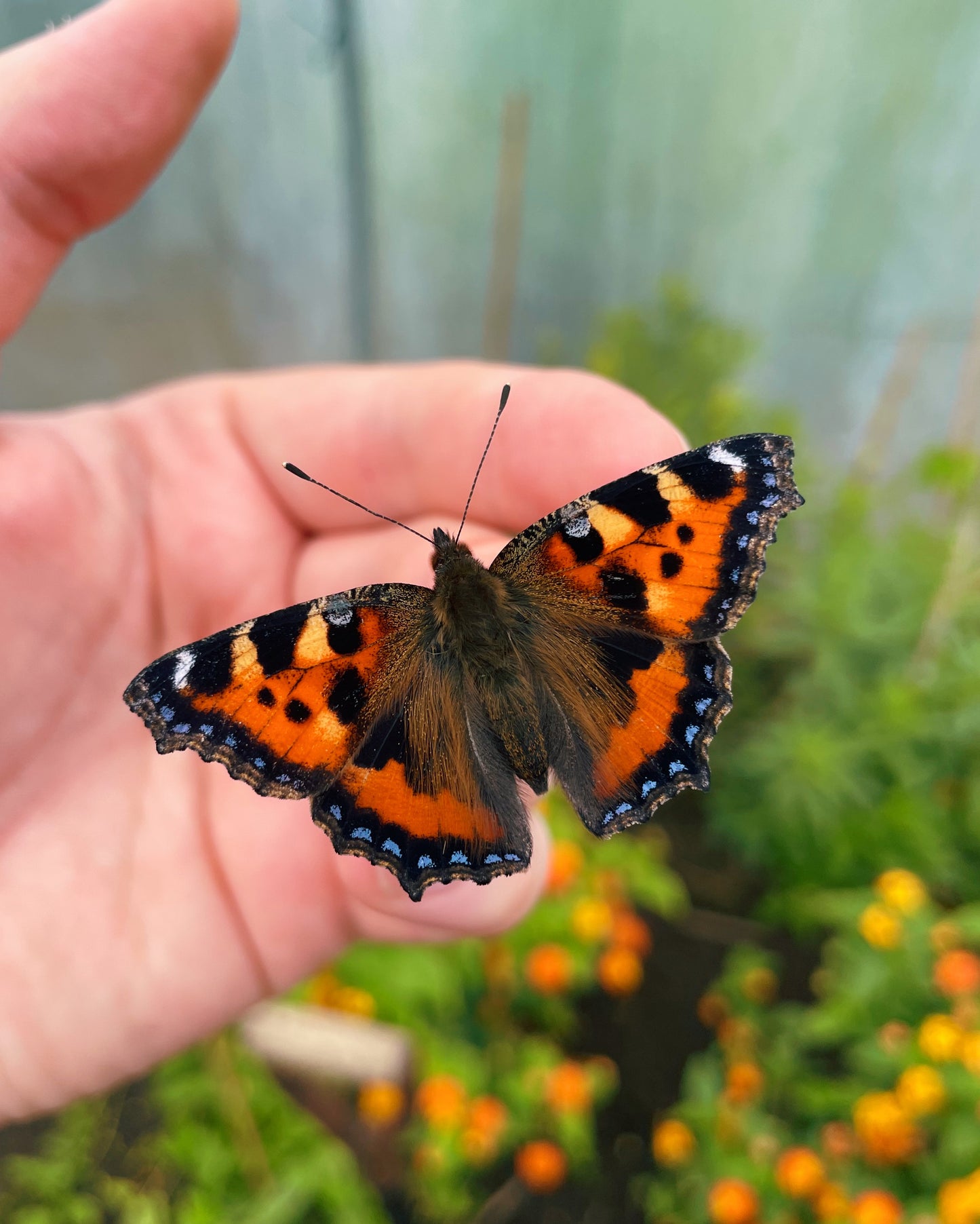 Small Tortoiseshell Butterfly CATERPILLARS (Aglais urticae)