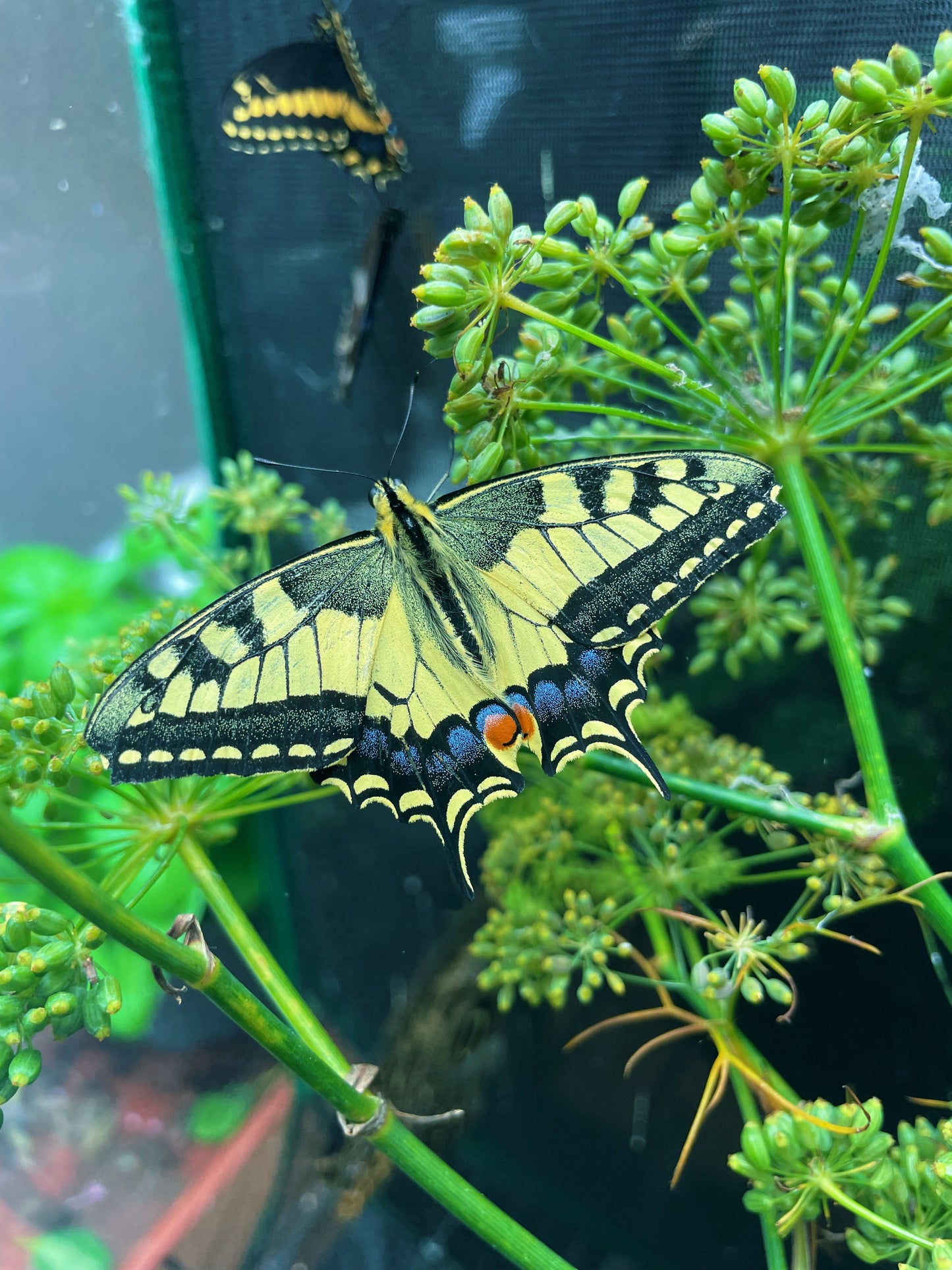 European Swallowtail EGGS (Papilio machaon)