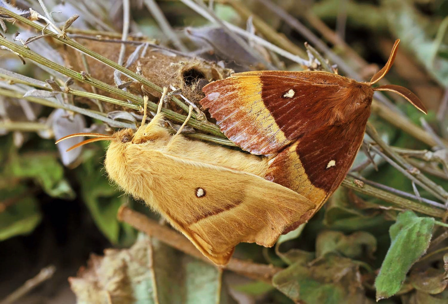 Oak Eggar Moth CATERPILLARS (Lasiocampa quercus)