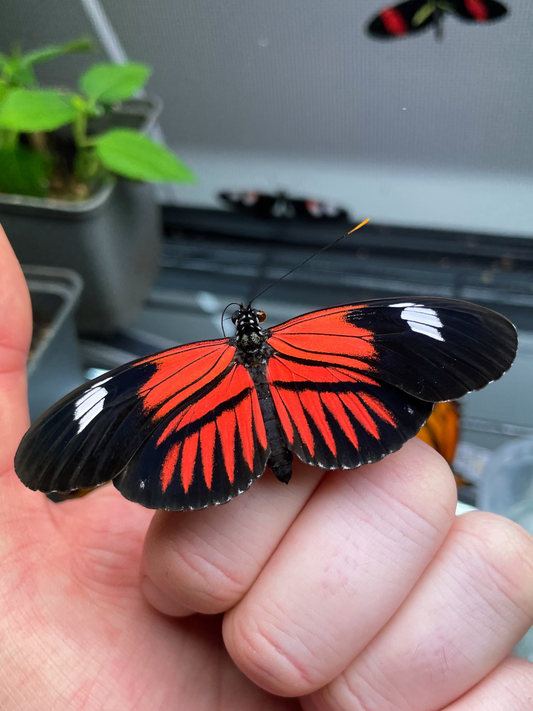 Small Postman PUPAE (Heliconius erato)