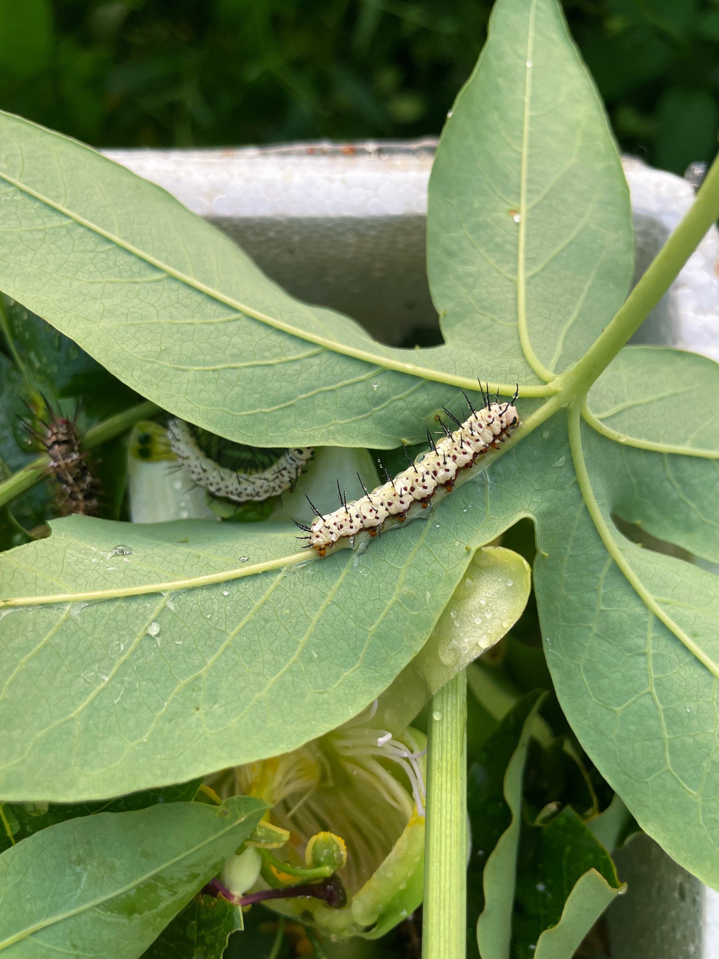 Assorted Longwing EGGS/LARVAE (Heliconiidae)