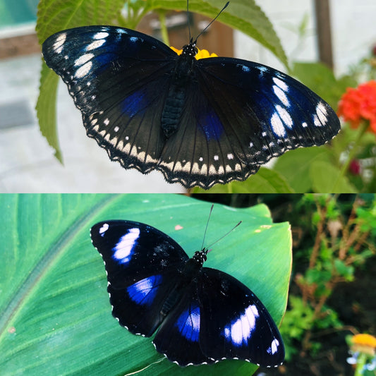 Blue Moon Butterfly PUPAE (Hypolimas bolina)