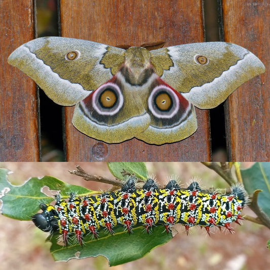 Zambezi River Emperor EGGS (Gonimbrasia zambesina)