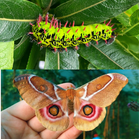 Madagascan Bullseye Moth EGGS (Antherina suraka)