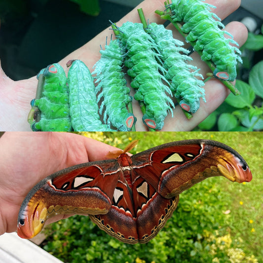 Giant Atlas Moth EGGS (Attacus atlas)
