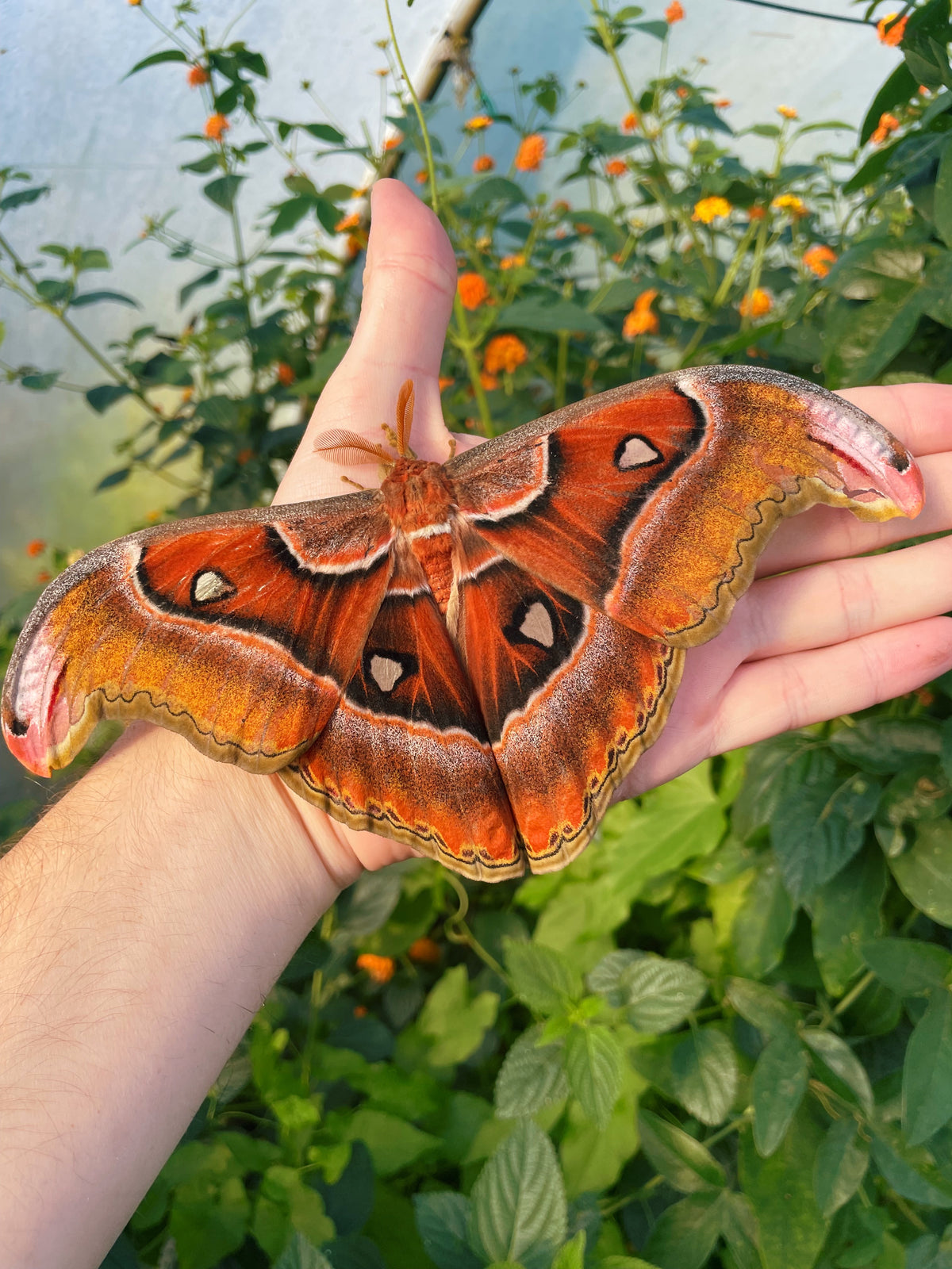 Philippine Atlas Moth EGGS (Attacus lorquinii)