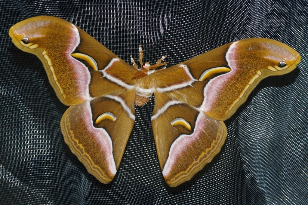 Samia Sp Ailanthus Silk-Moth | Samia cynthia | EGGS for sale – Bugs & Butterflies UK