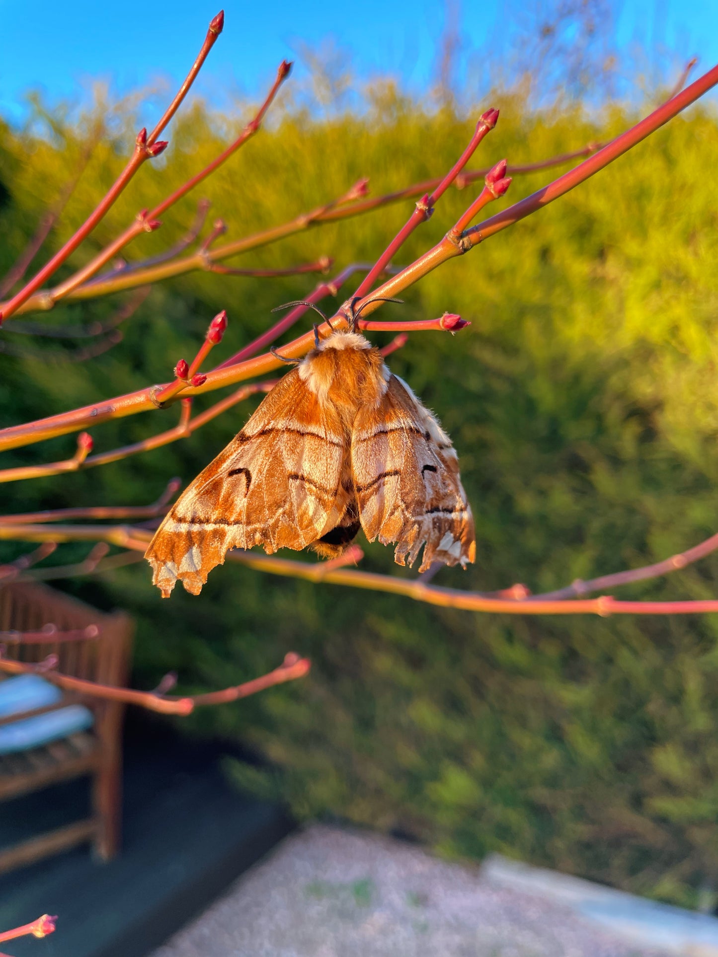 Kentish Glory EGGS (Endromis versicolora)