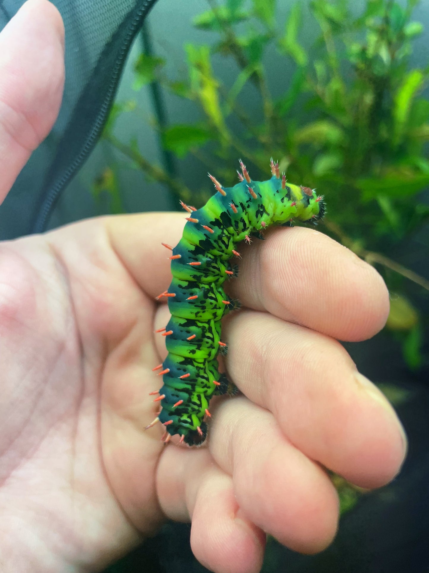 Madagascan Bullseye Moth EGGS (Antherina suraka)