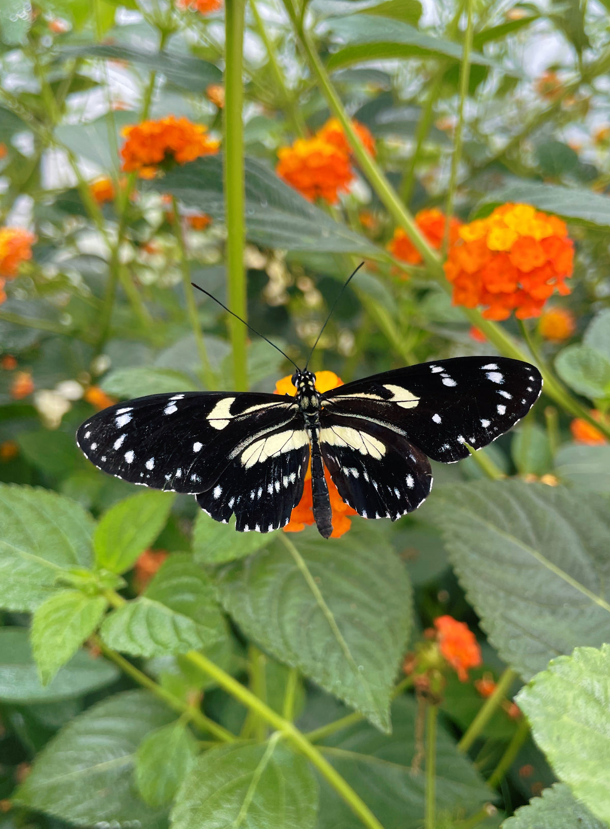 Atthis Longwing PUPAE (Heliconius atthis)