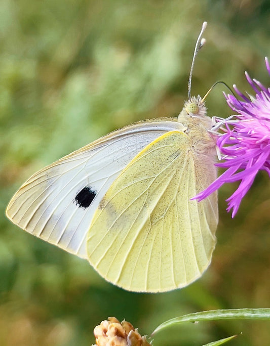 Large White Butterfly (Pieris brassicae) PUPAE