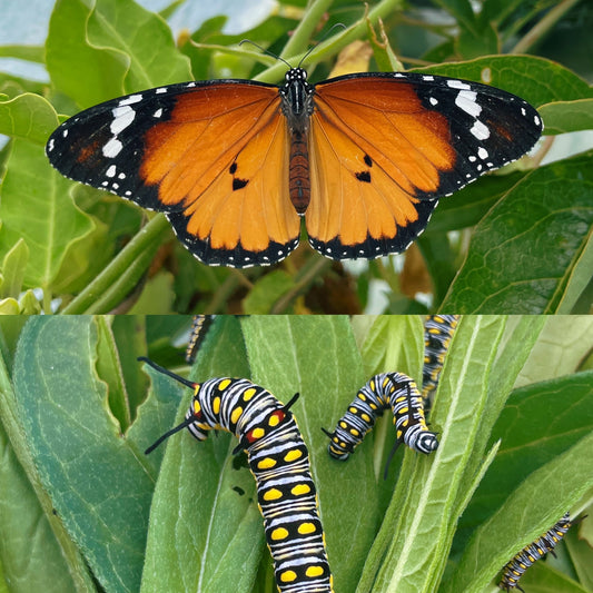 African Monarch CATERPILLARS (Danaus chrysippus)