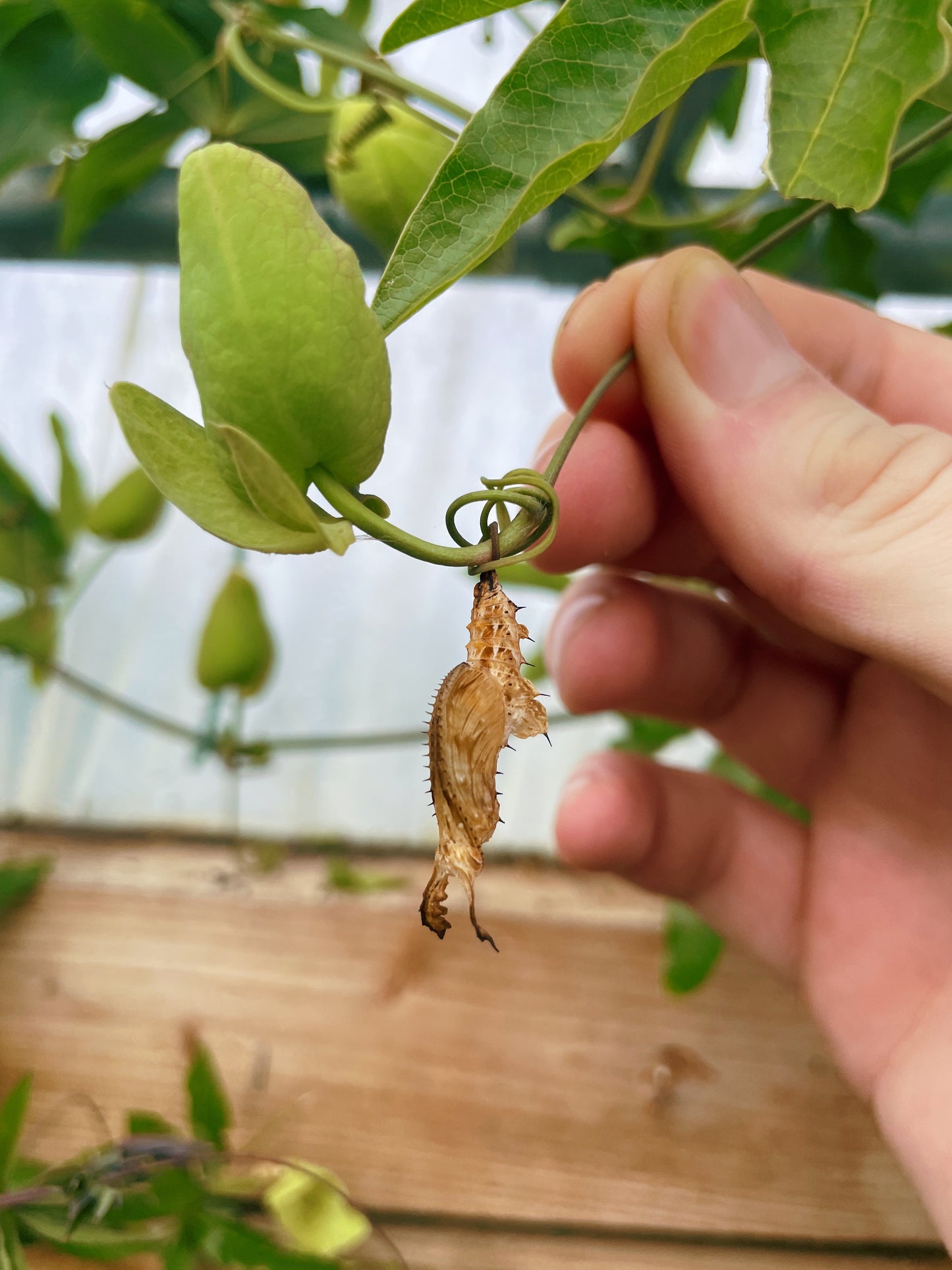 Assorted Longwing EGGS/LARVAE (Heliconiidae)
