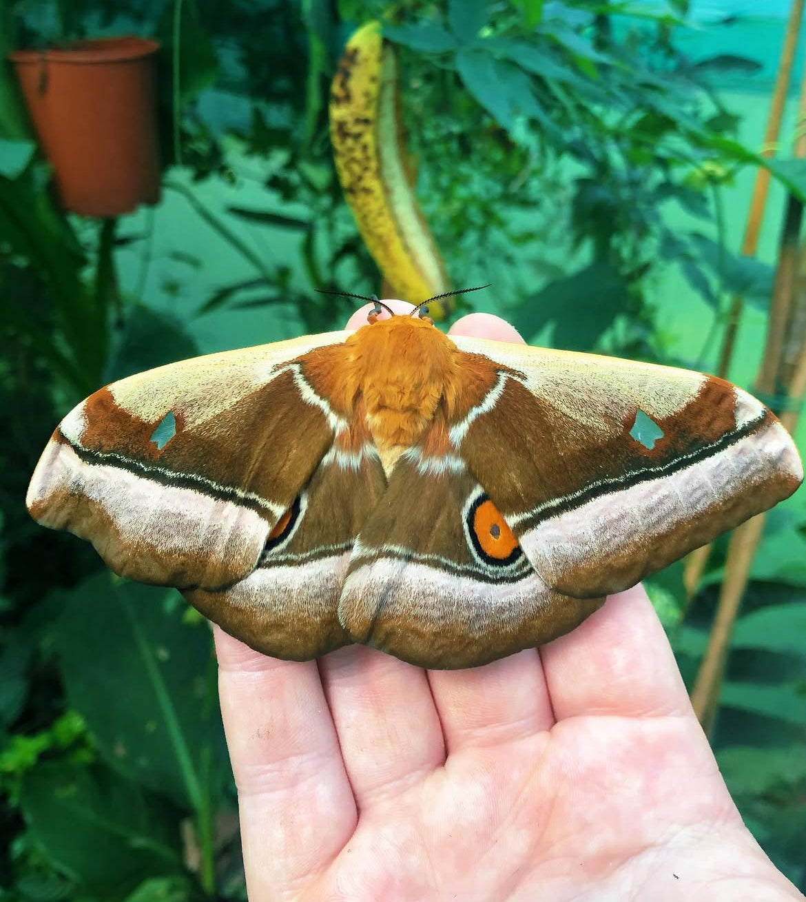 Madagascan Emperor Moth PUPAE (Bunaea aslauga)