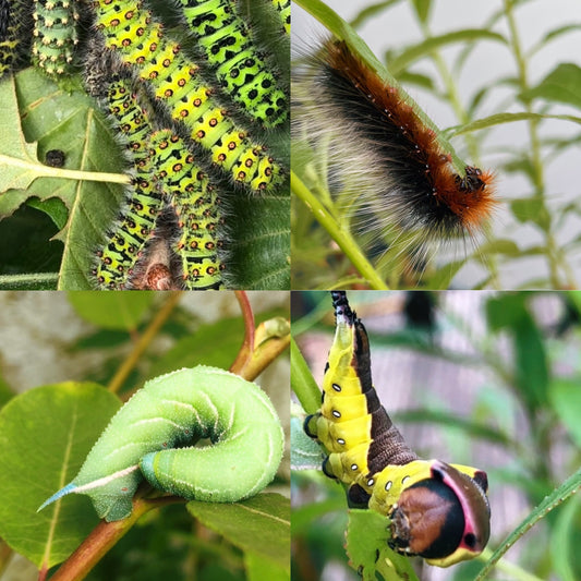 Native Moth Mix | Assorted EGGS