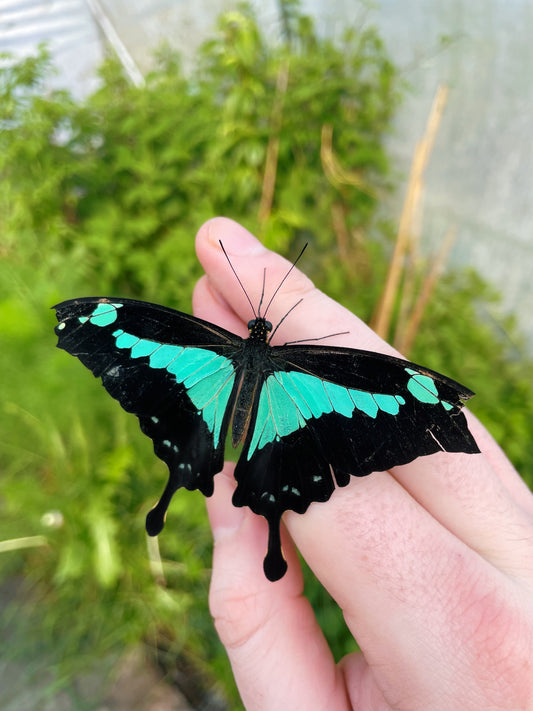 Green-Banded Swallowtail PUPAE (Papilio phorcas)