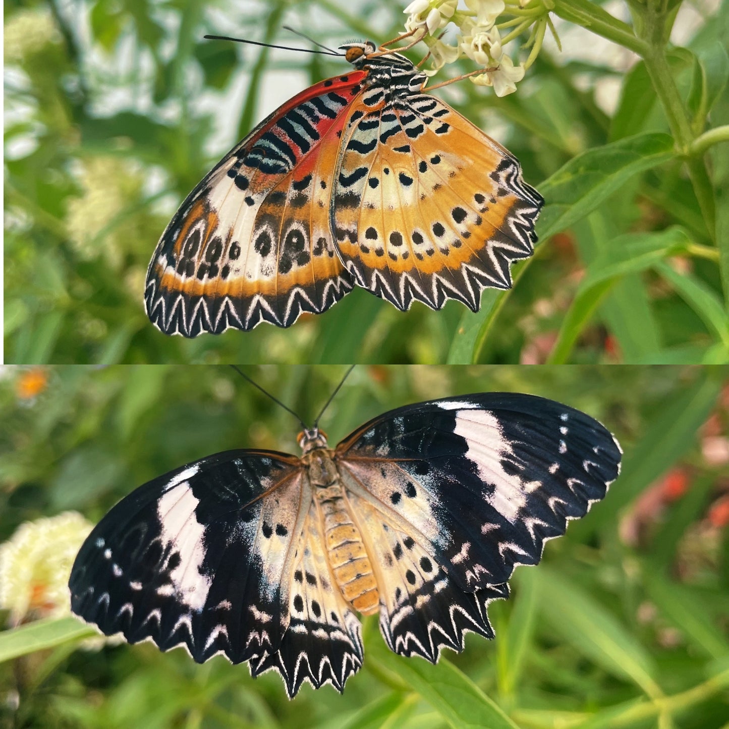 Leopard Lacewing Butterfly PUPAE (Cethosia cyane)