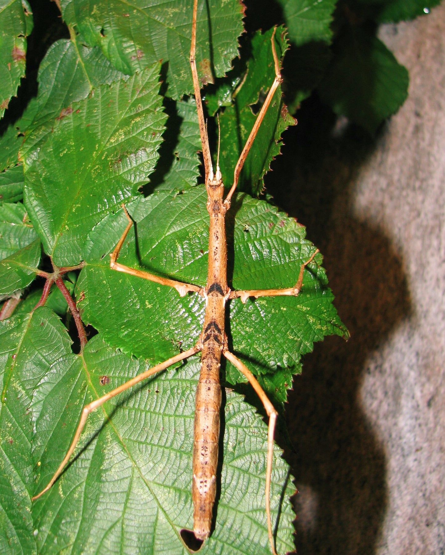 Thai Beauty Stick Insect EGGS (Parapachymorpha zomproi)