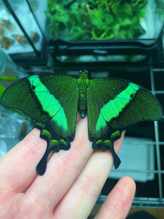 Emerald Swallowtail PUPAE (Papilio palinurus)