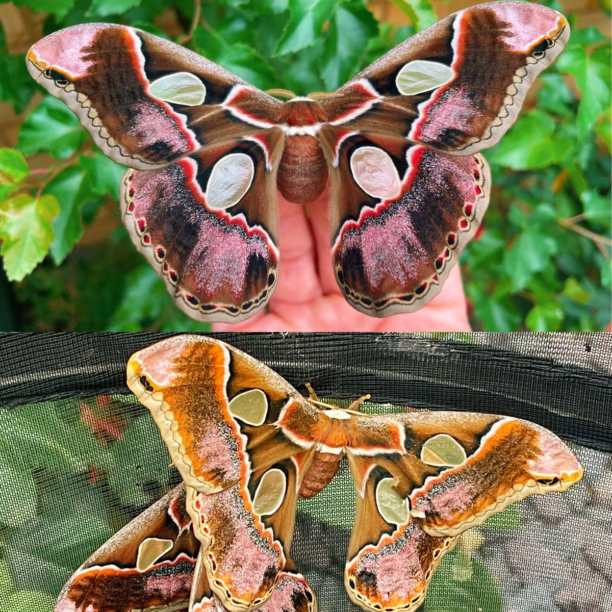 Lebeau's Silk-Moth EGGS (Rothschildia lebeau)
