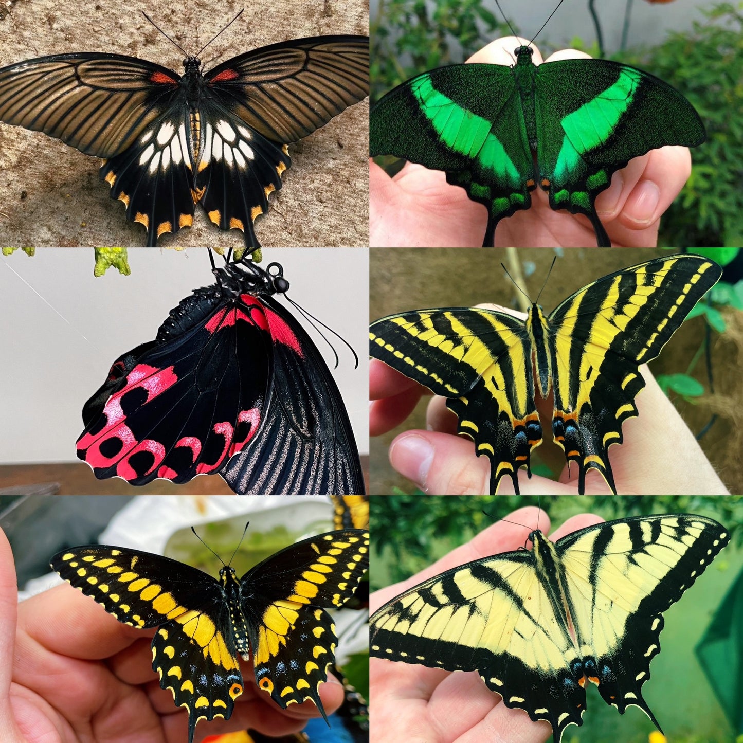 Assorted Swallowtail PUPAE (Papilioniidae)
