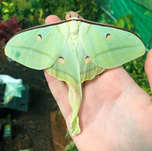 Indian Moon Moth EGGS (Actias selene)