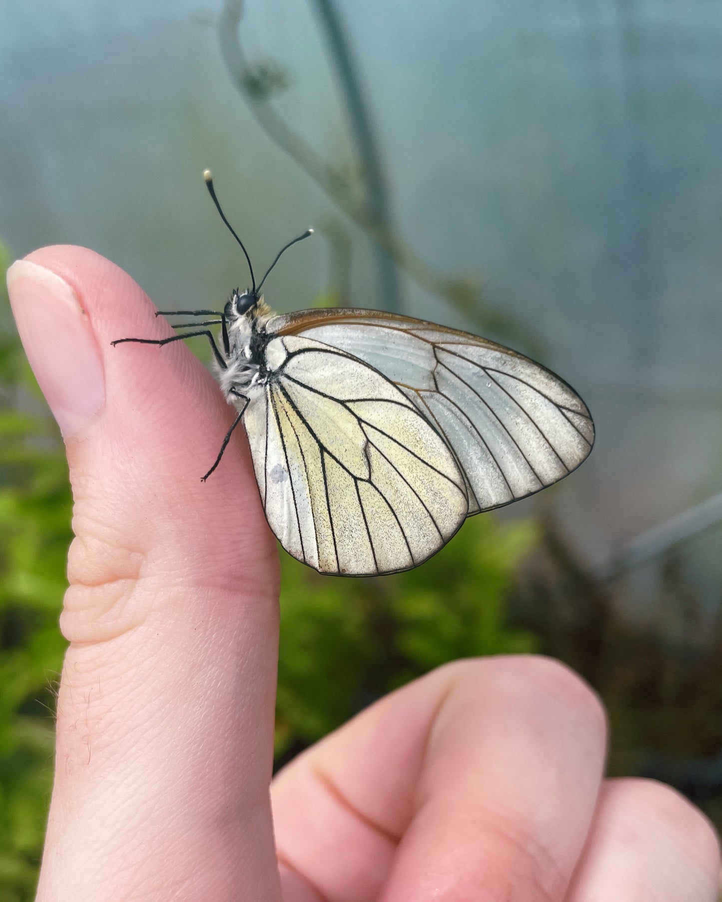 Black-Veined White Butterfly CATERPILLARS (Aporia crataegi)