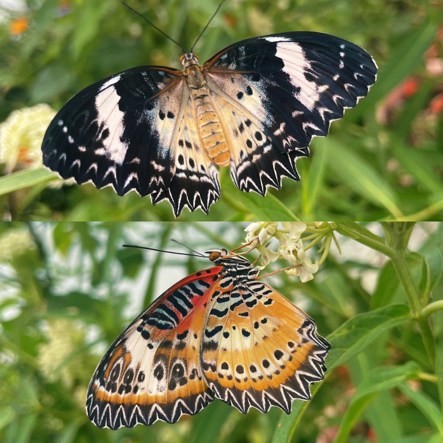 Leopard Lacewing Butterfly PUPAE (Cethosia cyane)