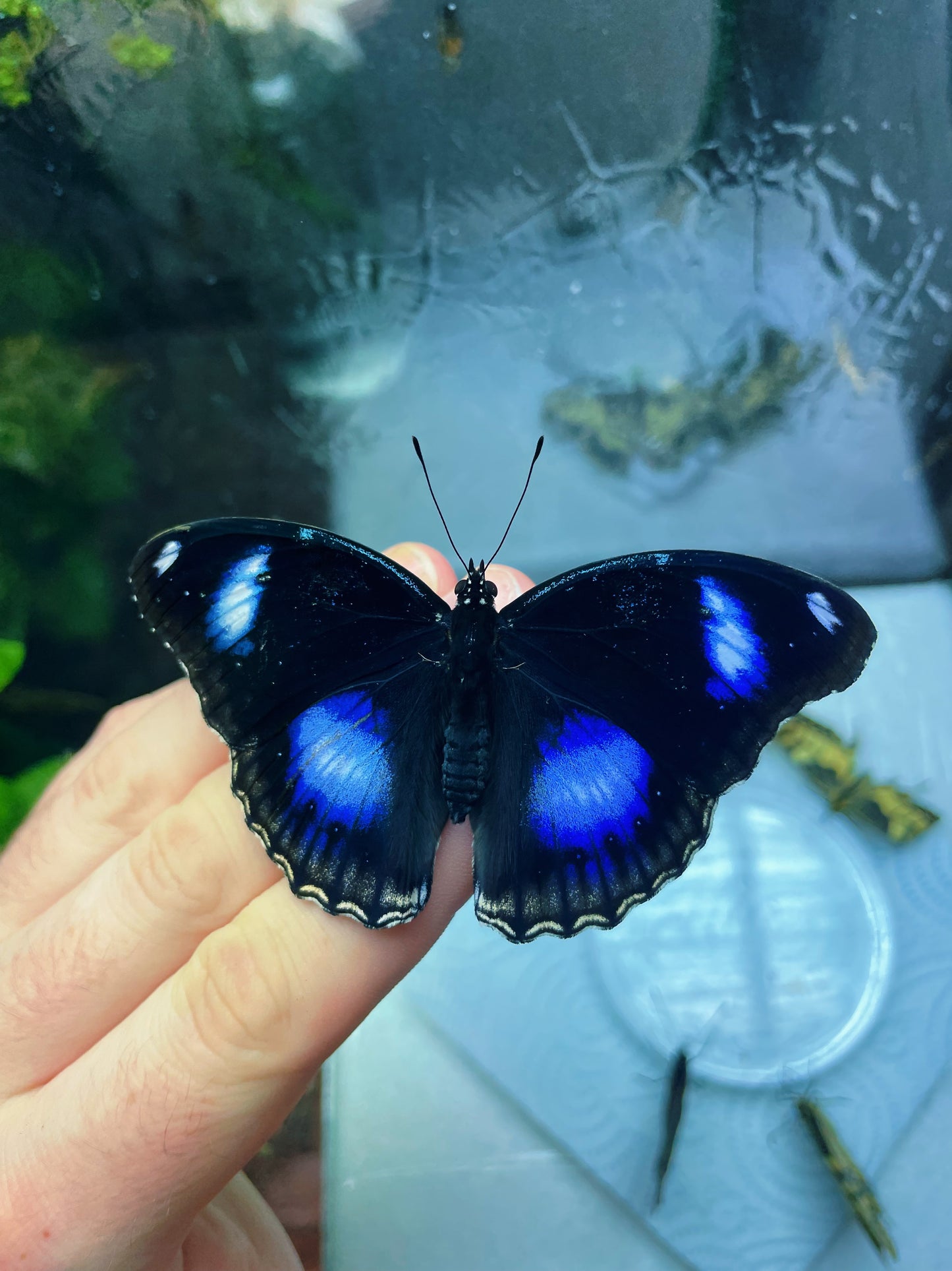 Blue Moon Butterfly PUPAE (Hypolimas bolina)