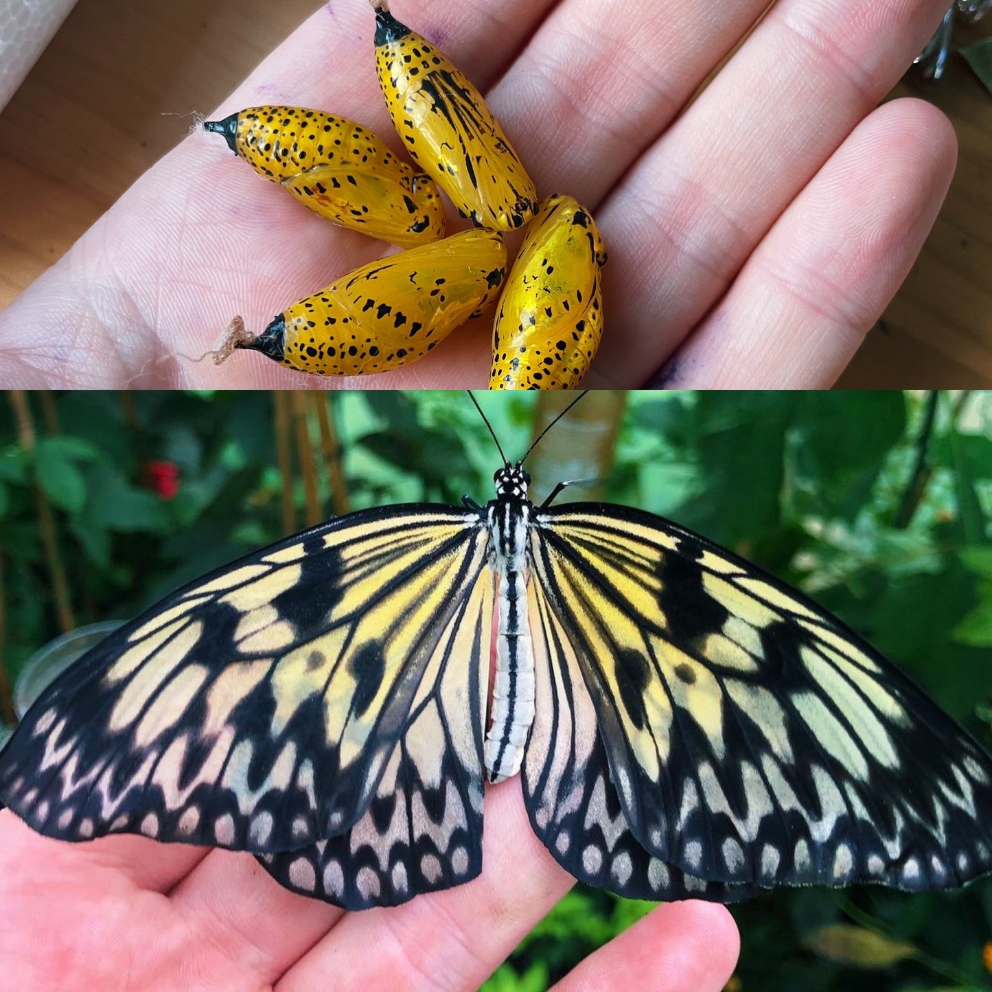Large Tree Nymph PUPAE (Idea leuconoe)