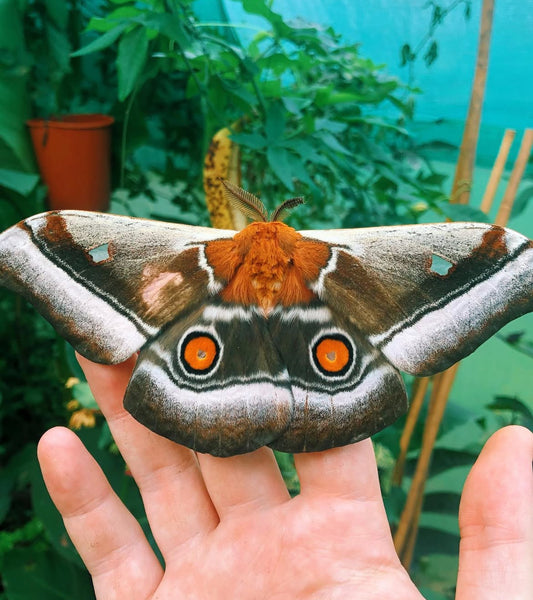 Madagascan Emperor Moth PUPAE (Bunaea aslauga)