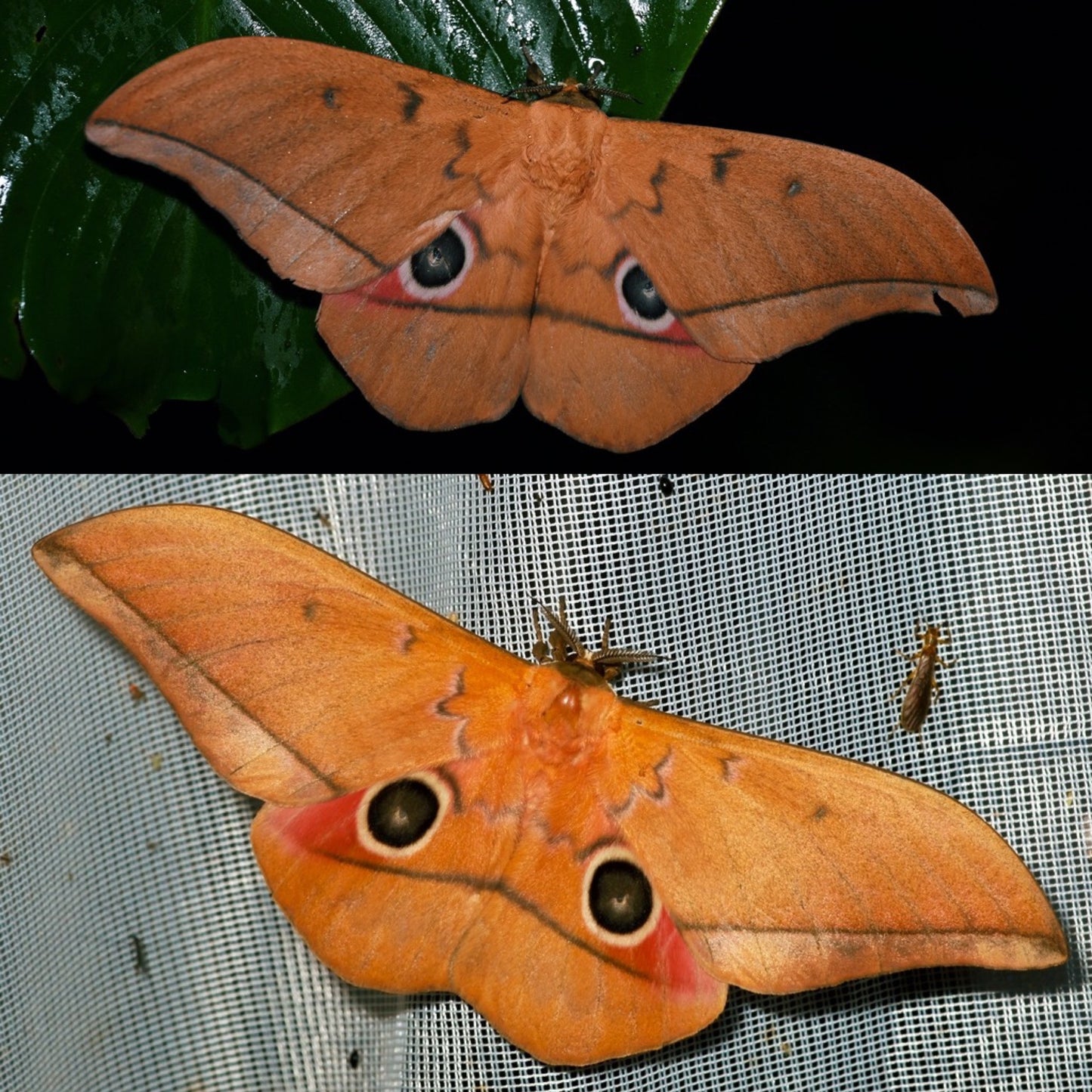 Blushing Emperor Moth EGGS (Lobobunaea acetes)