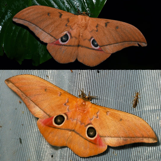 Blushing Emperor Moth EGGS (Lobobunaea acetes)