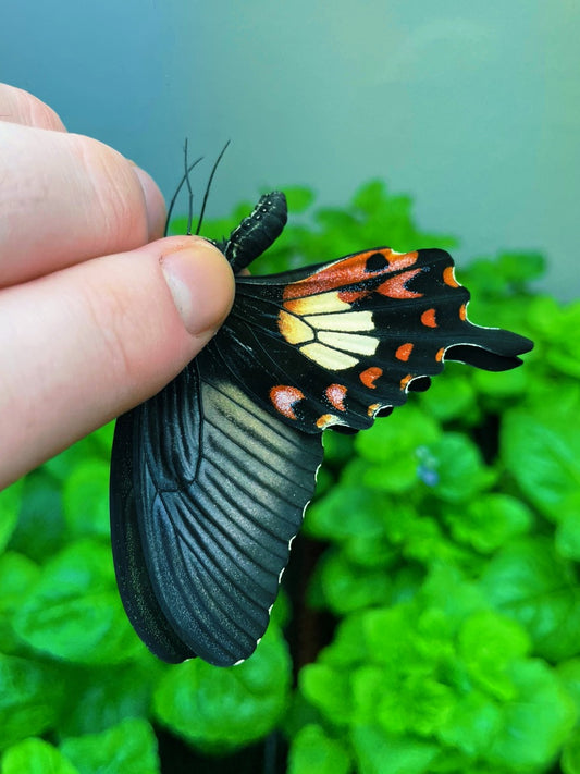 Common Mormon Swallowtail PUPAE (Papilio polytes)