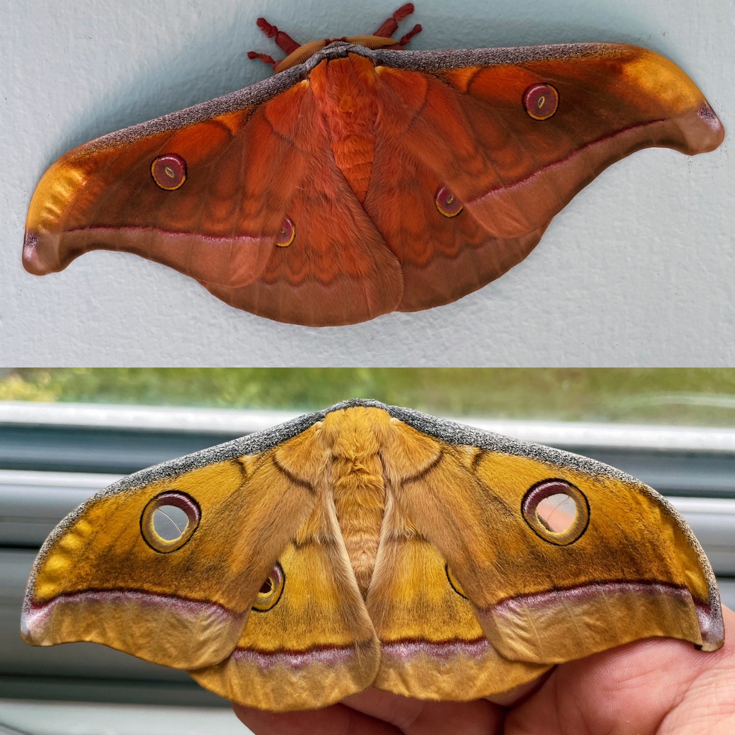 Tasar Silk-Moth COCOONS (Antheraea mylitta)
