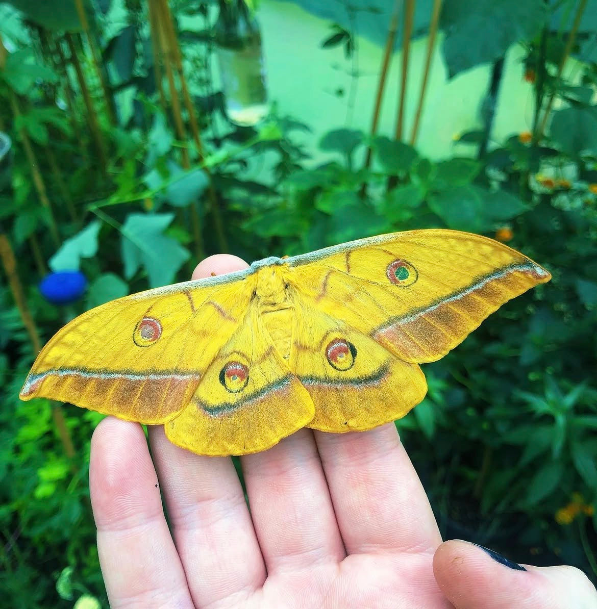 GIANT Japanese Oak Silk-Moth EGGS (Antheraea yamamai titan)
