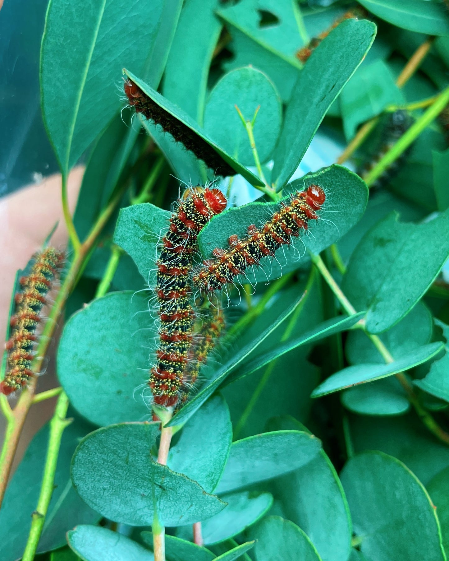 Three-Windowed Silk-Moth COCOONS (Cricula trifenestrata)