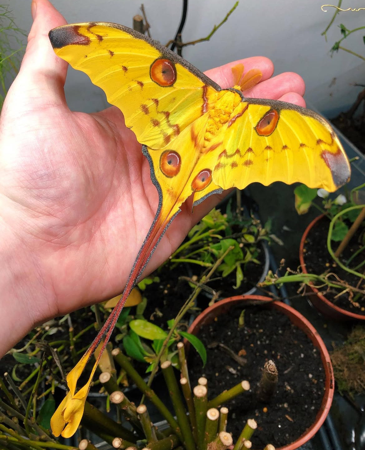 Madagascan Comet Moth COCOONS (Argema mittrei)