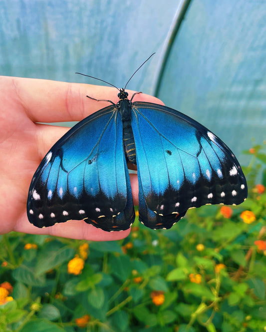 Blue Morpho Butterfly PUPAE (Morpho helenor)