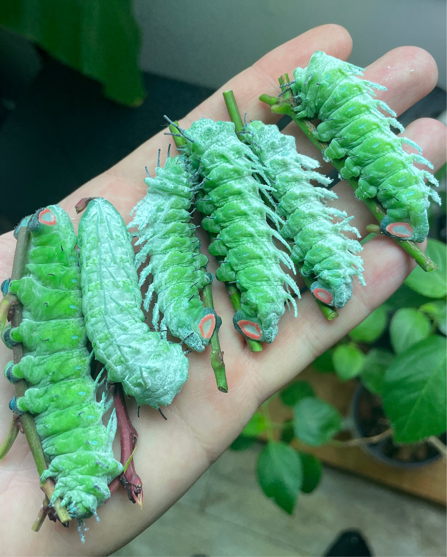 Giant Atlas Moth (Attacus atlas) | EGGS