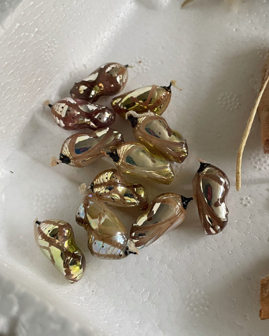 Common Crow Butterfly PUPAE (Euploea core)