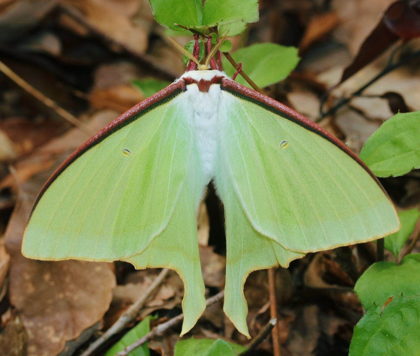 Japanese Moon Moth EGGS (Actias aliena)