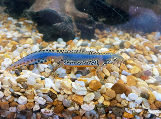 Italian Alpine Newt EGGS (Ichthyosaura alpestris apuanus)