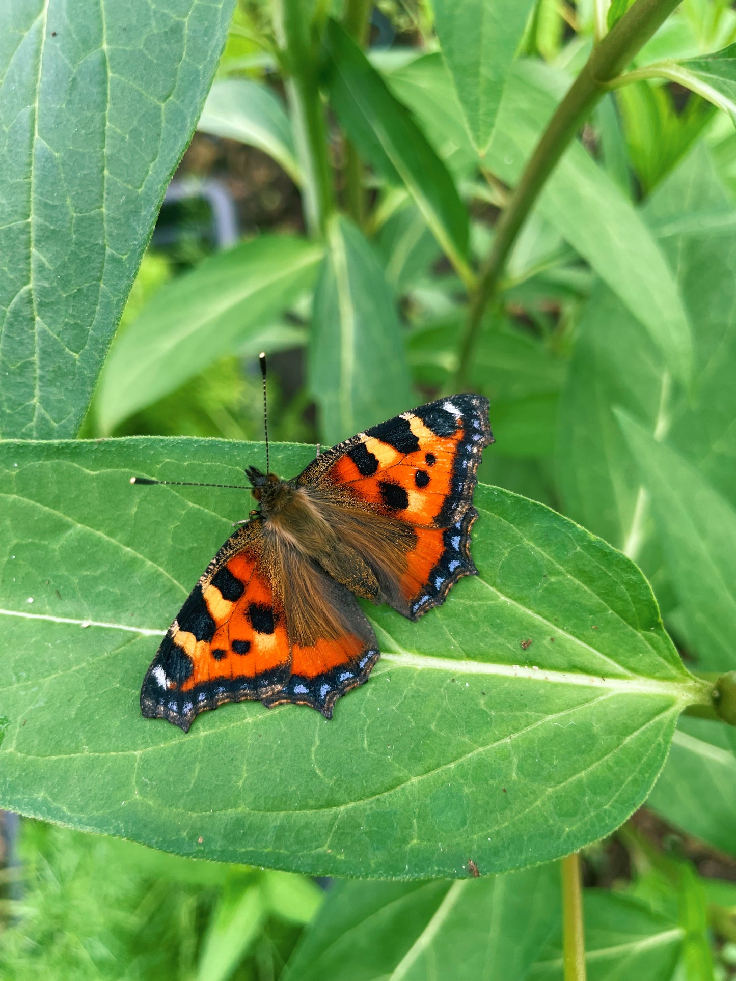 Small Tortoiseshell Butterfly CATERPILLARS (Aglais urticae)