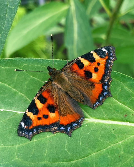 Small Tortoiseshell Butterfly CATERPILLARS (Aglais urticae)