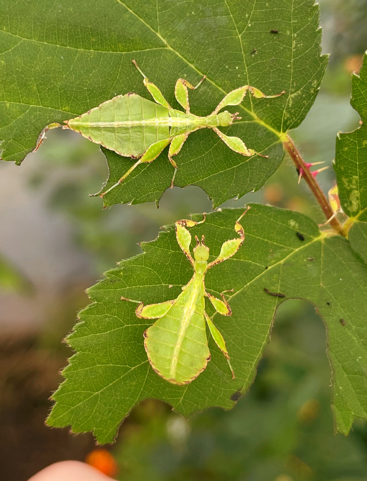 Leaf Insect NYMPHS (Phyllium philippinicum)