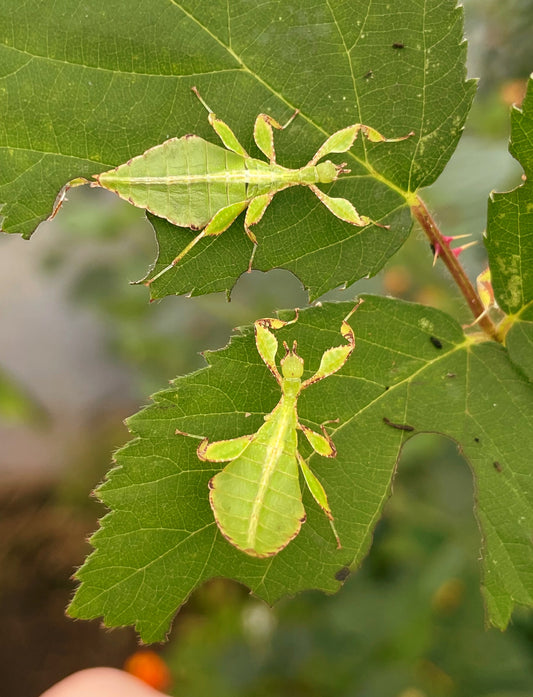 Leaf Insect NYMPHS (Phyllium philippinicum)