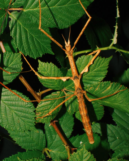 Thai Beauty Stick Insect EGGS (Parapachymorpha zomproi)